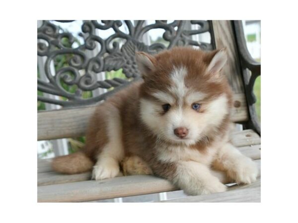 Pomsky-DOG-Female-Chocolate / White-15862-Petland Racine, Wisconsin