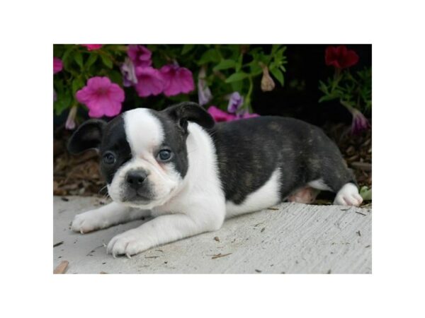 Boston/French Bulldog-DOG-Female-Brindle / White-15864-Petland Racine, Wisconsin