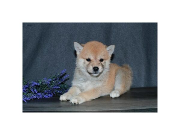 Shiba Inu-DOG-Female-Red-15873-Petland Racine, Wisconsin