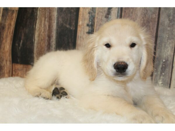 Golden Retriever-DOG-Male-Cream-15861-Petland Racine, Wisconsin