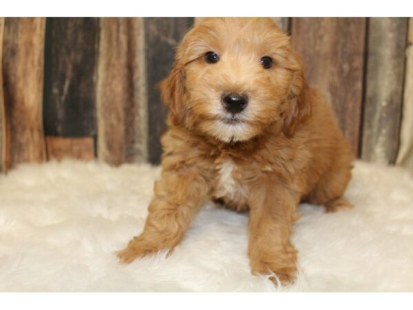 Goldendoodle Mini 2nd Gen-DOG-Male-Red-15863-Petland Racine, Wisconsin
