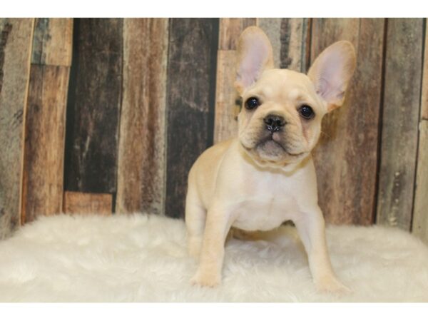 French Bulldog-DOG-Male-Cream-15865-Petland Racine, Wisconsin