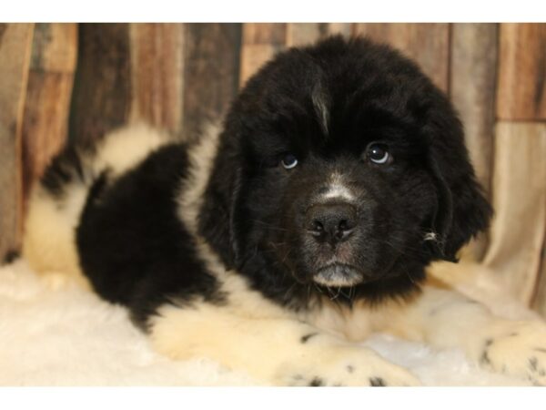 Newfoundland-DOG-Male-Landseer-15870-Petland Racine, Wisconsin