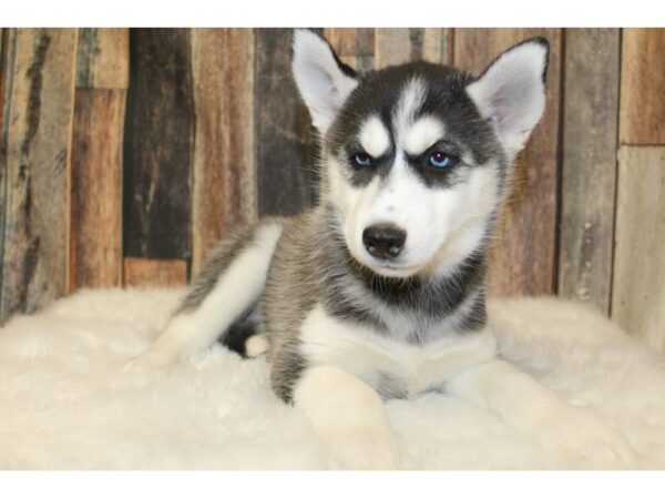 Siberian Husky-DOG-Female-Black & White-15875-Petland Racine, Wisconsin