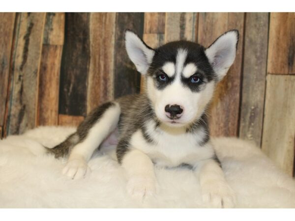 Siberian Husky-DOG-Male-Black & White-15876-Petland Racine, Wisconsin