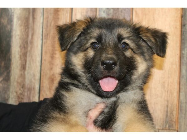 German Shepherd-DOG-Male-Black & Tan-15877-Petland Racine, Wisconsin