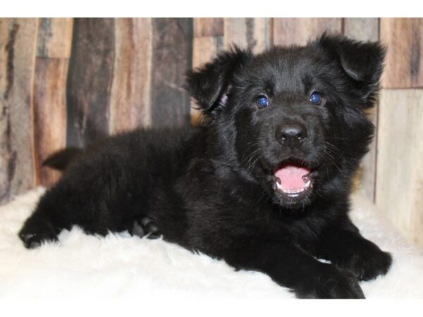 German Shepherd-DOG-Male-Black & Tan-15878-Petland Racine, Wisconsin