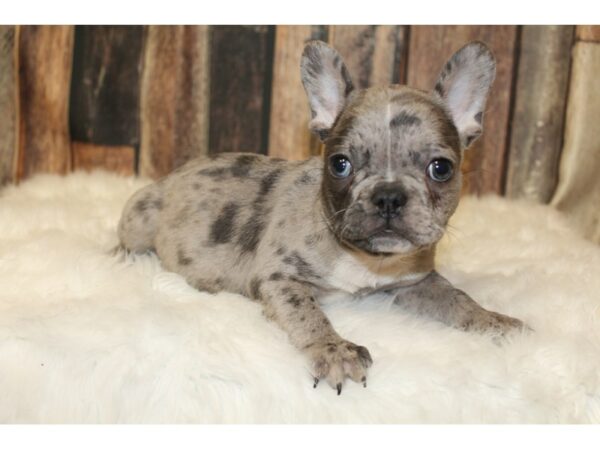 French Bulldog-DOG-Male-Merle-15879-Petland Racine, Wisconsin