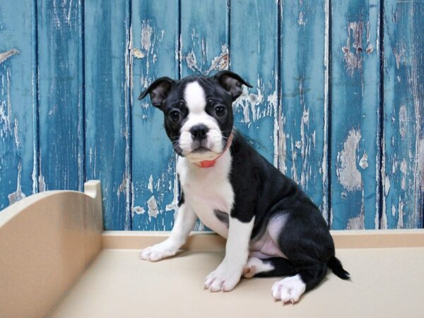 Boston Terrier-DOG-Female-Black / White-24818-Petland Racine, Wisconsin