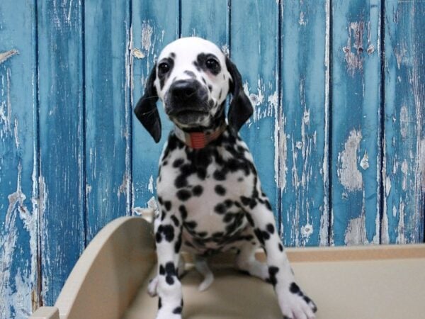 Dalmatian DOG Female White / Black 24814 Petland Racine, Wisconsin