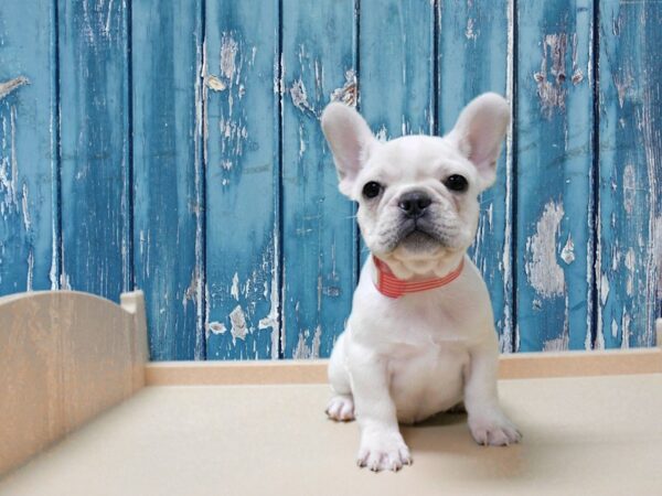 French Bulldog-DOG-Female-Cream-24816-Petland Racine, Wisconsin