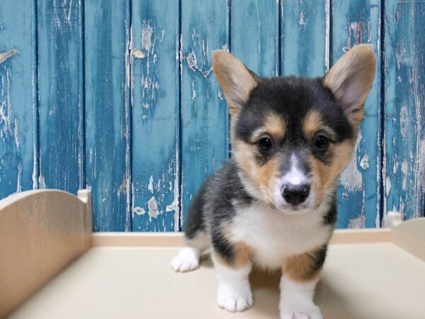 Pembroke Welsh Corgi-DOG-Female-Black Tan / White-24817-Petland Racine, Wisconsin
