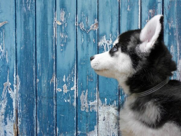 Siberian Husky-DOG-Male-Black / White-24819-Petland Racine, Wisconsin