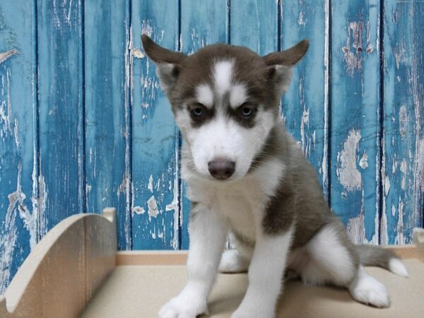 Siberian Husky-DOG-Female-Red / White-24820-Petland Racine, Wisconsin