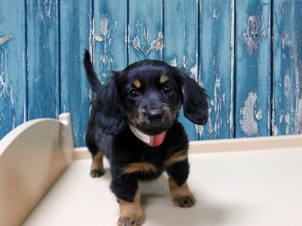 Dachshund-DOG-Female-Black / Tan-24809-Petland Racine, Wisconsin