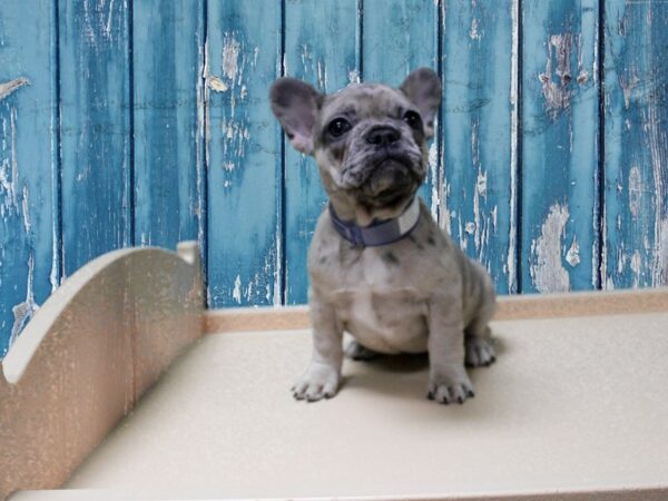 French Bulldog-DOG-Female-Merle-24806-Petland Racine, Wisconsin