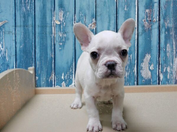 French Bulldog-DOG-Female-Cream-24802-Petland Racine, Wisconsin