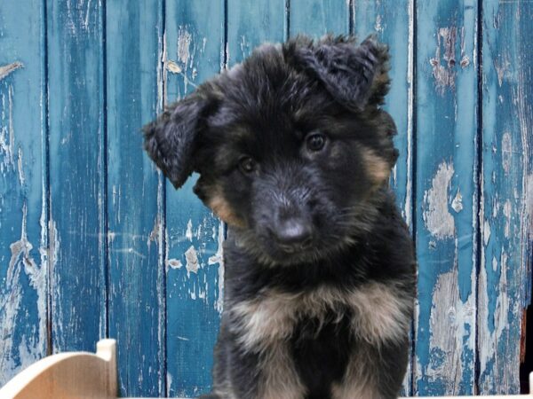 German Shepherd-DOG-Female-Black & Tan-24803-Petland Racine, Wisconsin