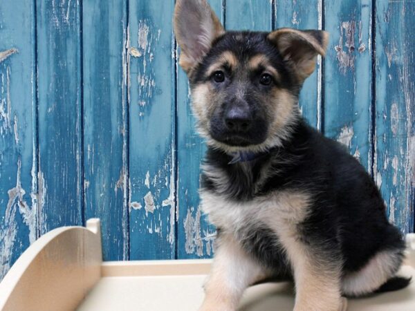 German Shepherd-DOG-Male-Black & Tan-24804-Petland Racine, Wisconsin