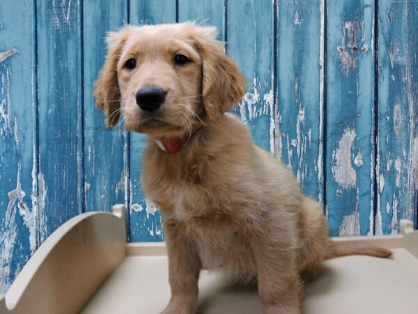 Golden Retriever-DOG-Female-Cream-24812-Petland Racine, Wisconsin