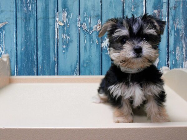 Morkie-DOG-Male-Black Tan / White-24823-Petland Racine, Wisconsin