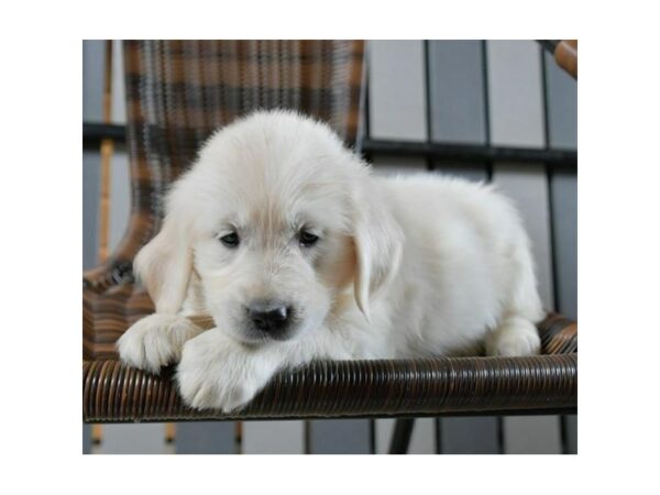 Golden Retriever-DOG-Female-Cream-24841-Petland Racine, Wisconsin