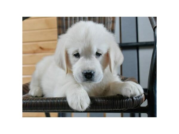 Golden Retriever-DOG-Male-Cream-24840-Petland Racine, Wisconsin