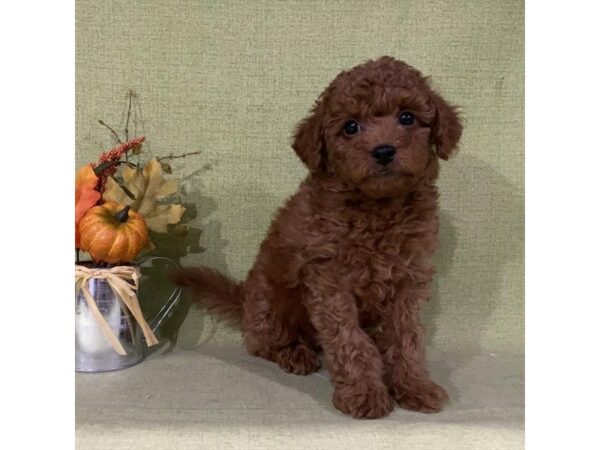 Mini Aussiepoo DOG Male Red 24835 Petland Racine, Wisconsin