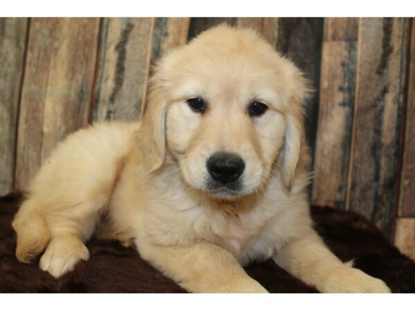 Golden Retriever-DOG-Male-Cream-15883-Petland Racine, Wisconsin