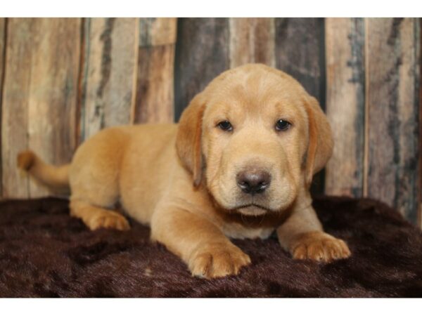 Shar Pei/Basset Hound-DOG-Female-Brown-15884-Petland Racine, Wisconsin