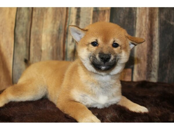 Shiba Inu-DOG-Male-Red-15886-Petland Racine, Wisconsin