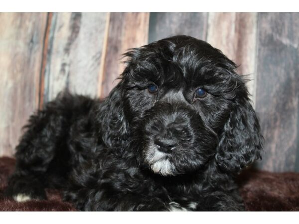 Aussie-Poo-DOG-Female-Black-15887-Petland Racine, Wisconsin