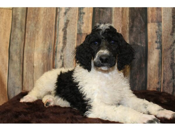 Standard Poodle DOG Male Chocolate/White 15888 Petland Racine, Wisconsin