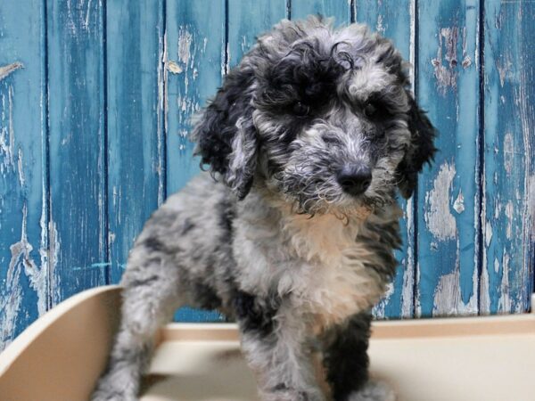 Aussiedoodle-DOG-Female-BLUE MERLE-24846-Petland Racine, Wisconsin