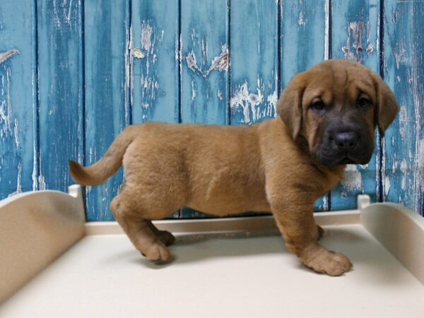 Walrus DOG Female Red 24845 Petland Racine, Wisconsin