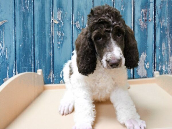 Standard Poodle DOG Male PARTI 24847 Petland Racine, Wisconsin