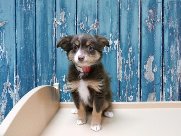 Australian Shepherd-DOG-Female-Brown / White-24834-Petland Racine, Wisconsin