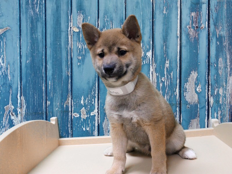 Shiba Inu