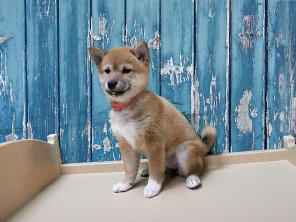 Shiba Inu-DOG-Female-Red-24836-Petland Racine, Wisconsin