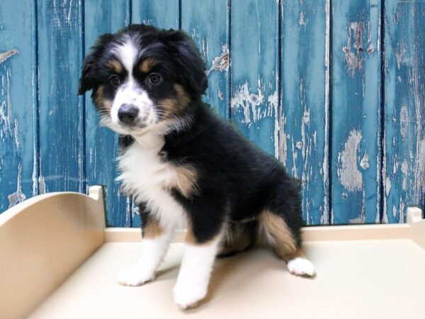 Australian Shepherd-DOG-Female-Black / White-24833-Petland Racine, Wisconsin