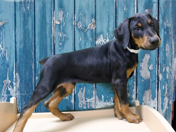 Doberman Pinscher DOG Male Black / Rust 24844 Petland Racine, Wisconsin