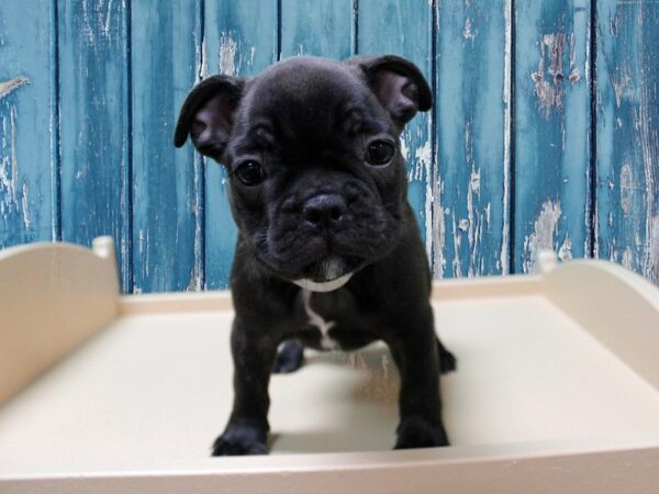 French Bulldog-DOG-Male-Brindle-24839-Petland Racine, Wisconsin