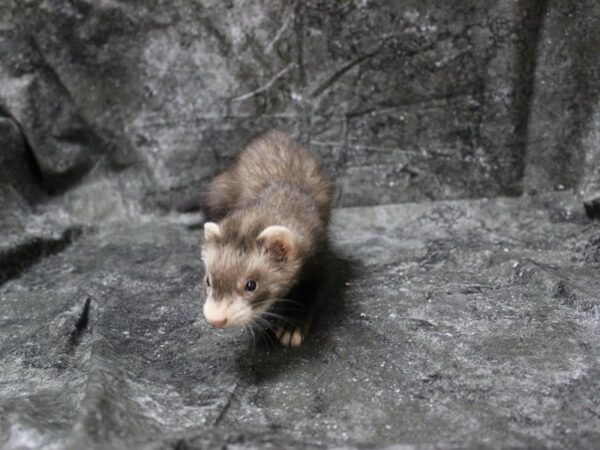 Ferret-FERRET-Female--24849-Petland Racine, Wisconsin