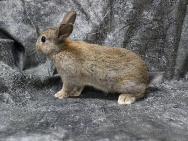 Netherland Dwarf-RABBIT---24825-Petland Racine, Wisconsin