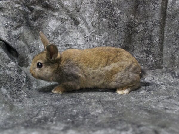 Netherland Dwarf-RABBIT---24828-Petland Racine, Wisconsin