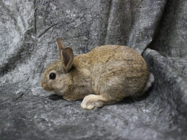 Netherland Dwarf-RABBIT---24827-Petland Racine, Wisconsin