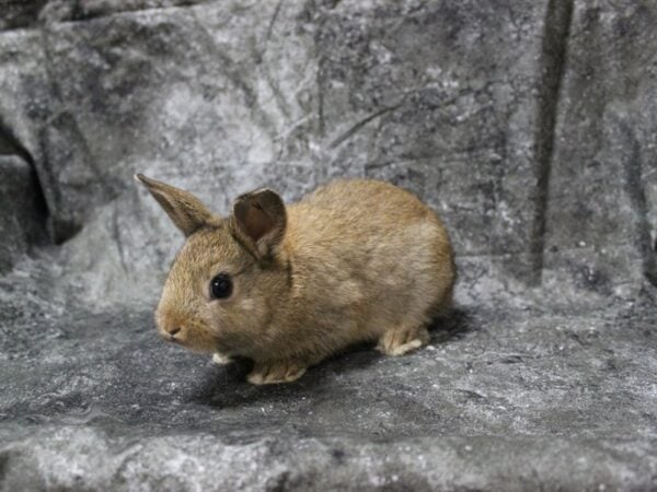 Netherland Dwarf-RABBIT---24829-Petland Racine, Wisconsin