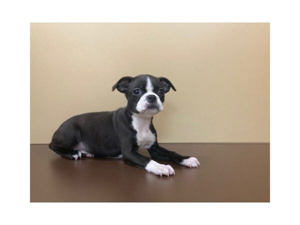 Boston Terrier-DOG-Female-Black/White-15890-Petland Racine, Wisconsin