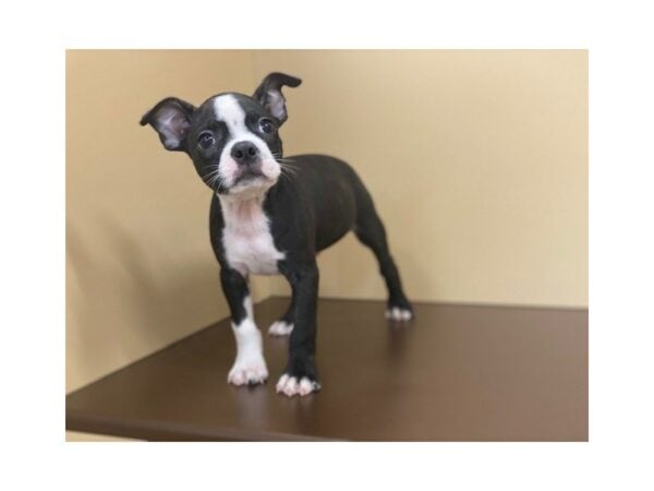 Boston Terrier-DOG-Male-Black/White-15889-Petland Racine, Wisconsin
