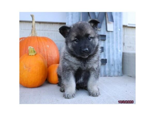 Norwegian Elkhound DOG Male Black / Silver 24860 Petland Racine, Wisconsin